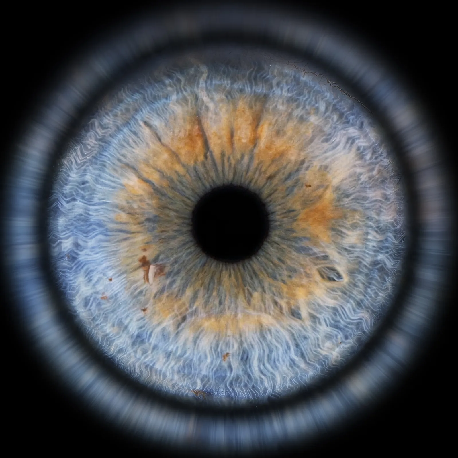 Photographie d'iris bleu réalisée au studio à Dol-de-Bretagne